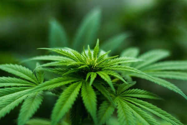 La production de cannabis observée de près à Sainte-Christine
